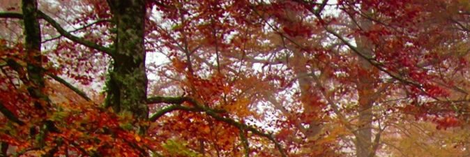 hayRohman's profile banner image