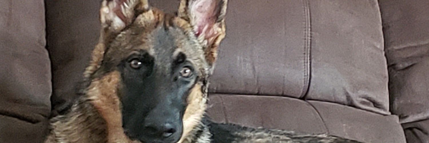 dexybet's profile banner image