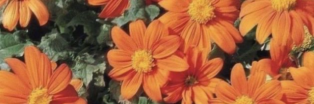 percy 💫's banner