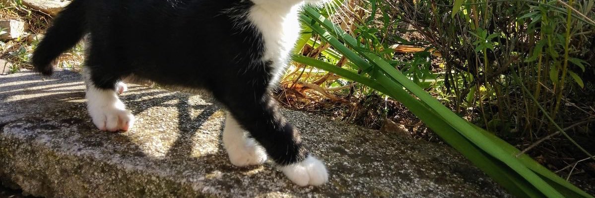 Übermensch angrense banner