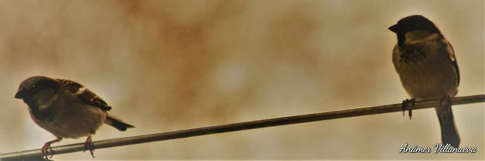 Anamervilla's profile banner image