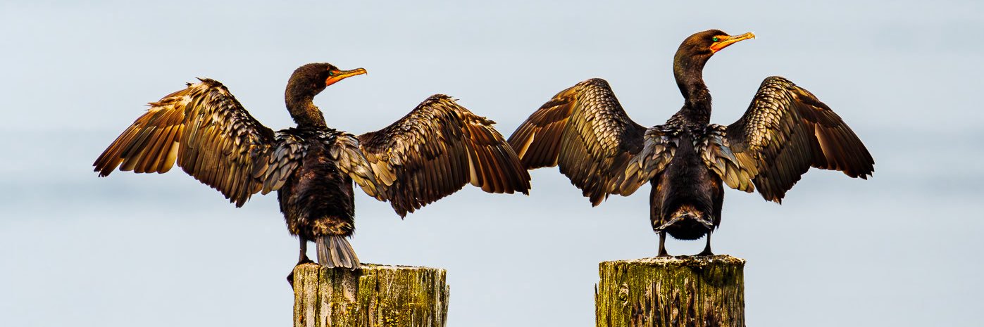Paul Marcoe | PNW Photographer's banner
