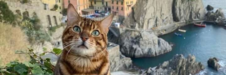 SkycatN's profile banner image