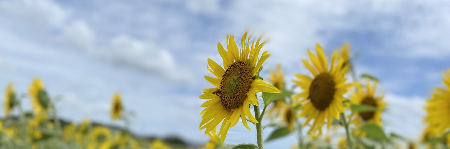 gematsushiii's profile banner image