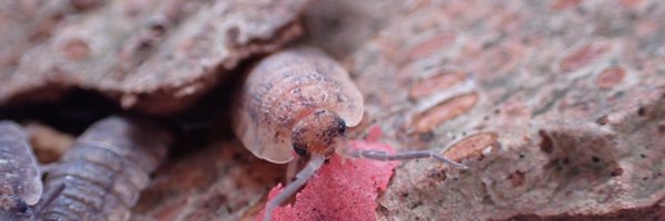 Im_ch4 Profile Banner