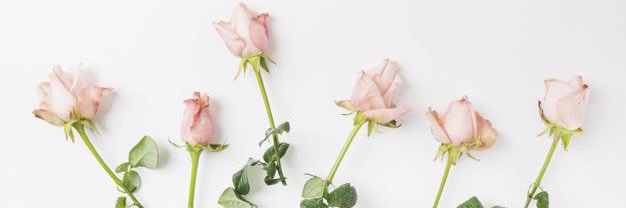 ꜱᴀʀᴀʜ 𐙚's banner