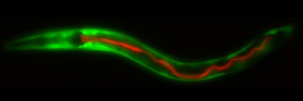 LabGrosshans Profile Banner