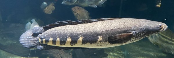 pipipihiyoko41 Profile Banner