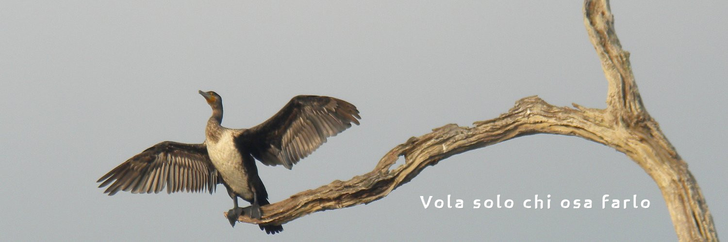 edobrizio's profile banner image