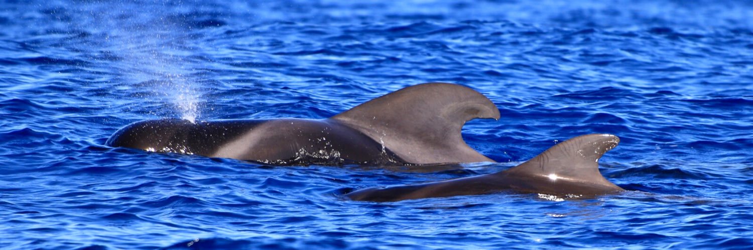 BIOSEAN Whales & Science banner