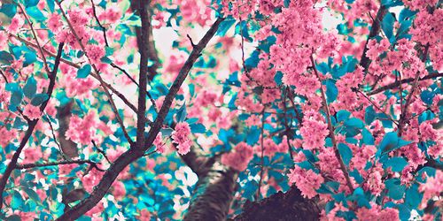 carolhardstyle's profile banner image