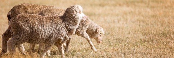 AusWoolGrowers Profile Banner