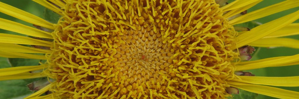 Wildplant_guide's profile banner image