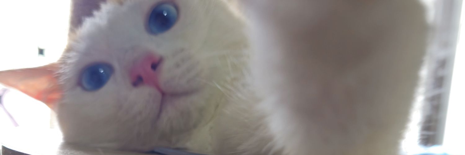 🐾🐈‍⬛🐈🐾 banner