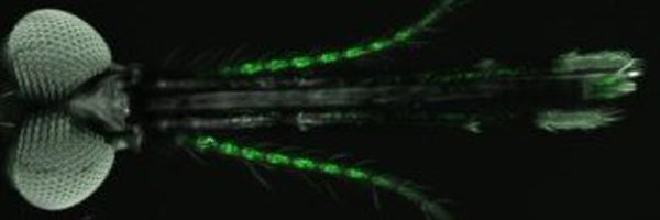 Insect_Neuro_Lab Profile Banner