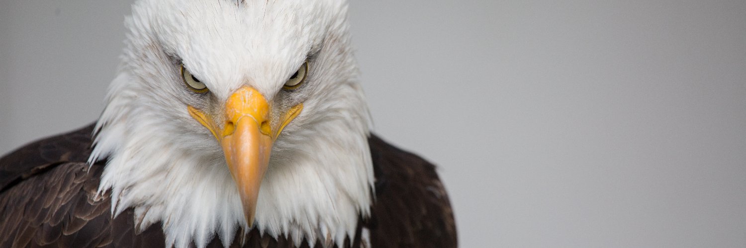 filippo nassetti banner