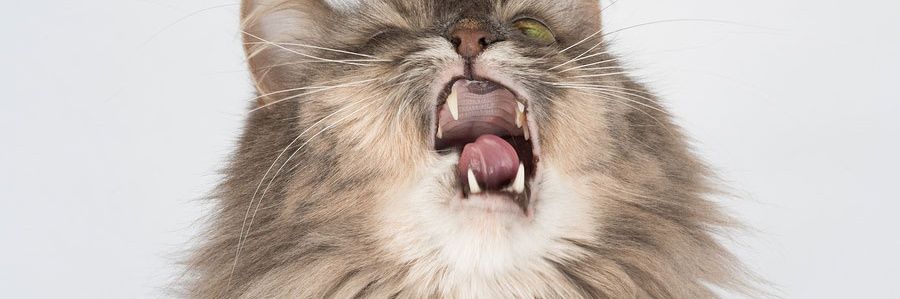 *sneeze banner