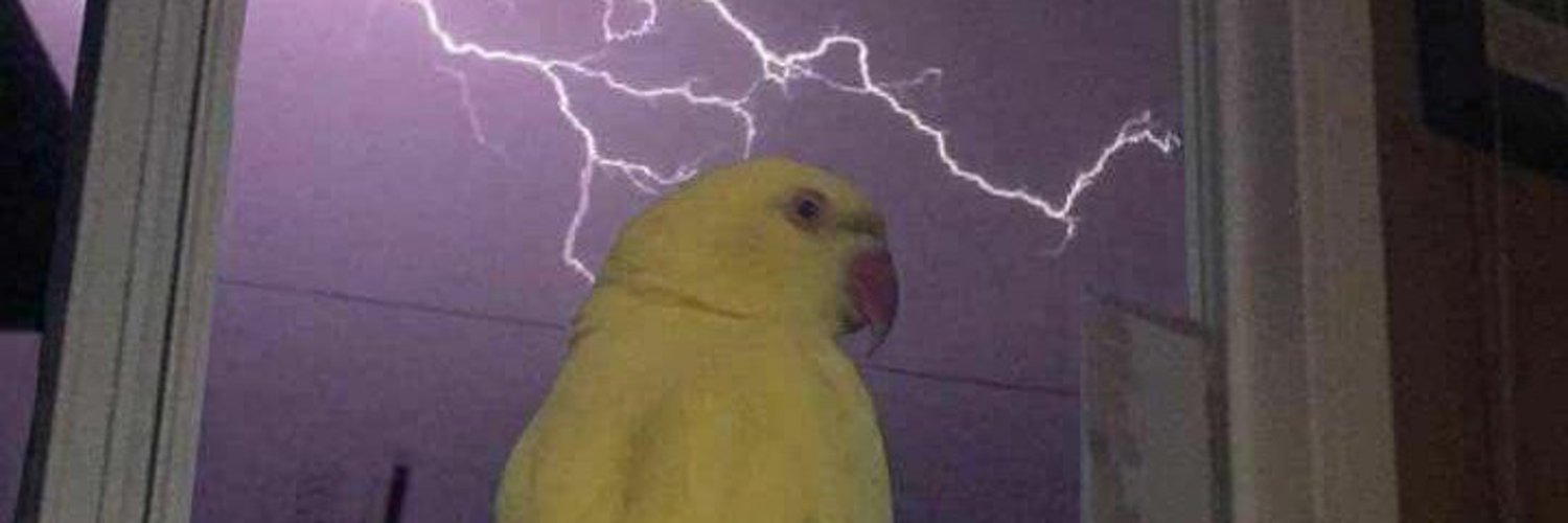 Birds With Threatening Auras banner