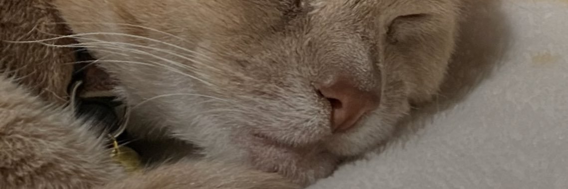 kadiesiesu's profile banner image
