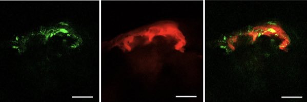 Chakrabarti_Bee_Lab at MSU banner