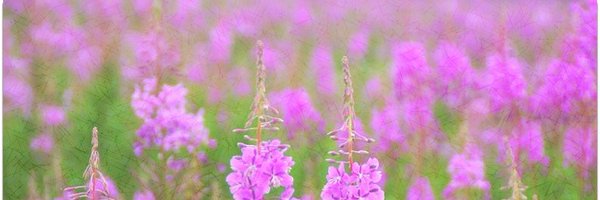 geoffmackey1 Profile Banner
