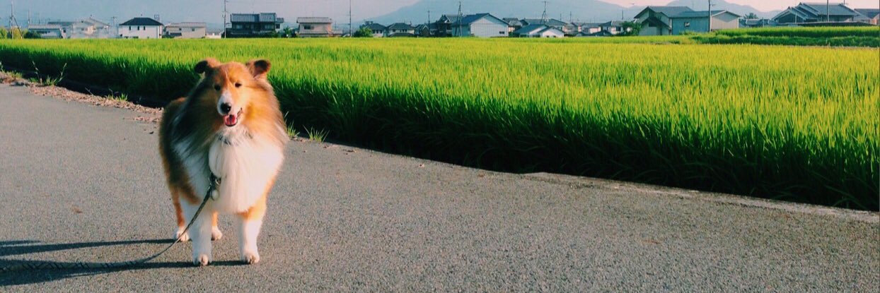 ladyhigaga's profile banner image