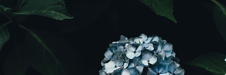 corporalphan's profile banner image