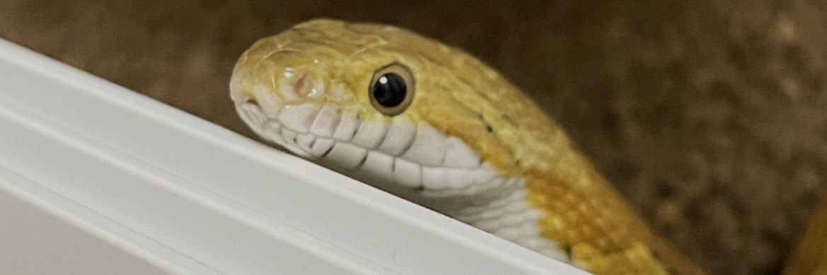 karupin11's profile banner image