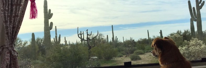 Maria T. Echeveste banner