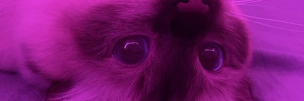 pissenlee banner