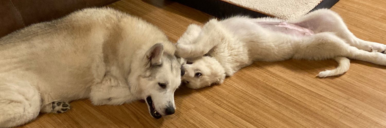 Aspen the Great (Pyrenees)🐾 banner