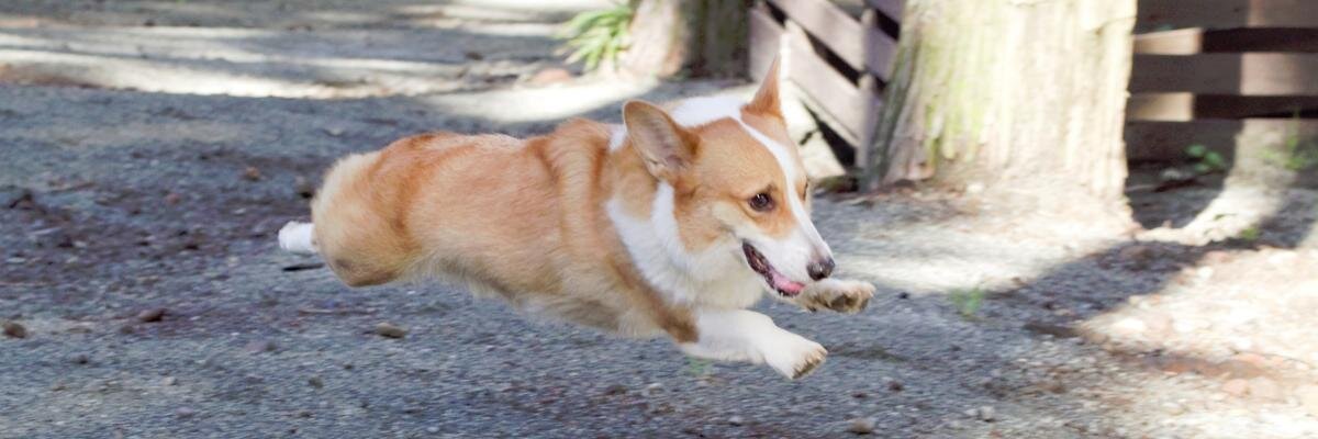 dobinfoot's profile banner image