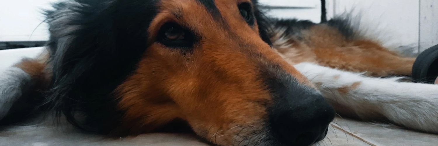 juliarango5's profile banner image