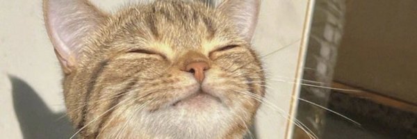 anf14271 Profile Banner