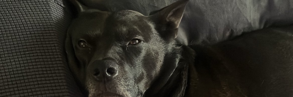 jadieeecat's profile banner image