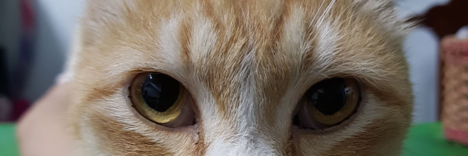 Sansi_yolP's profile banner image