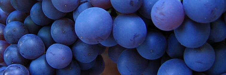 Francisco Rivero Segura banner