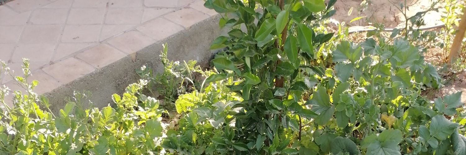 arashmydos's profile banner image