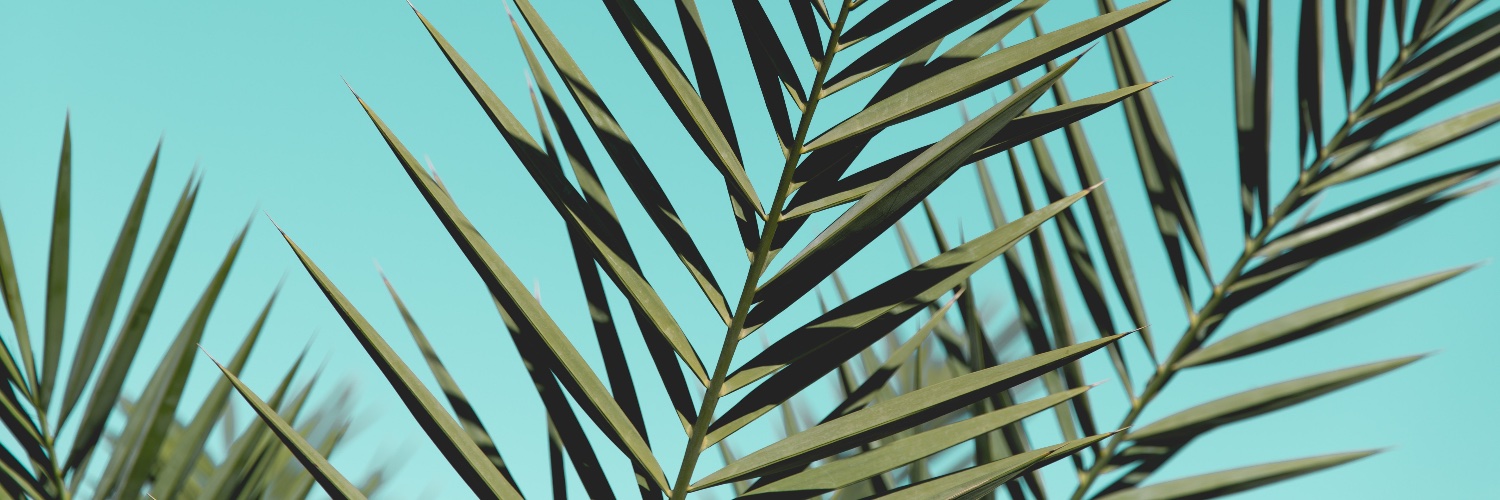Baracusjr's profile banner image