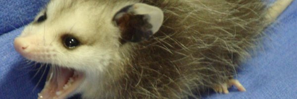 playdeadpal Profile Banner