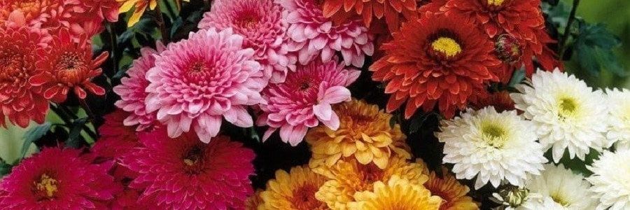 aysgl1981's profile banner image
