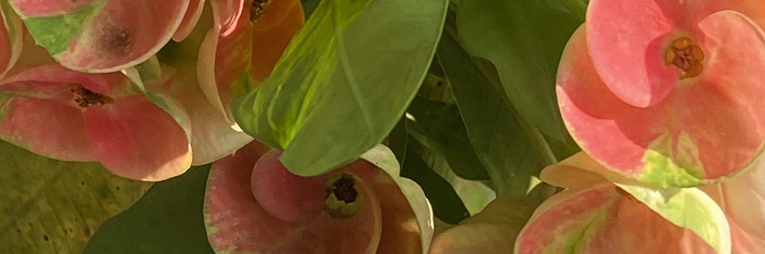 Desdemona's banner