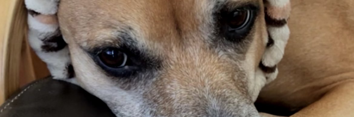 Lucy_Somes's profile banner image