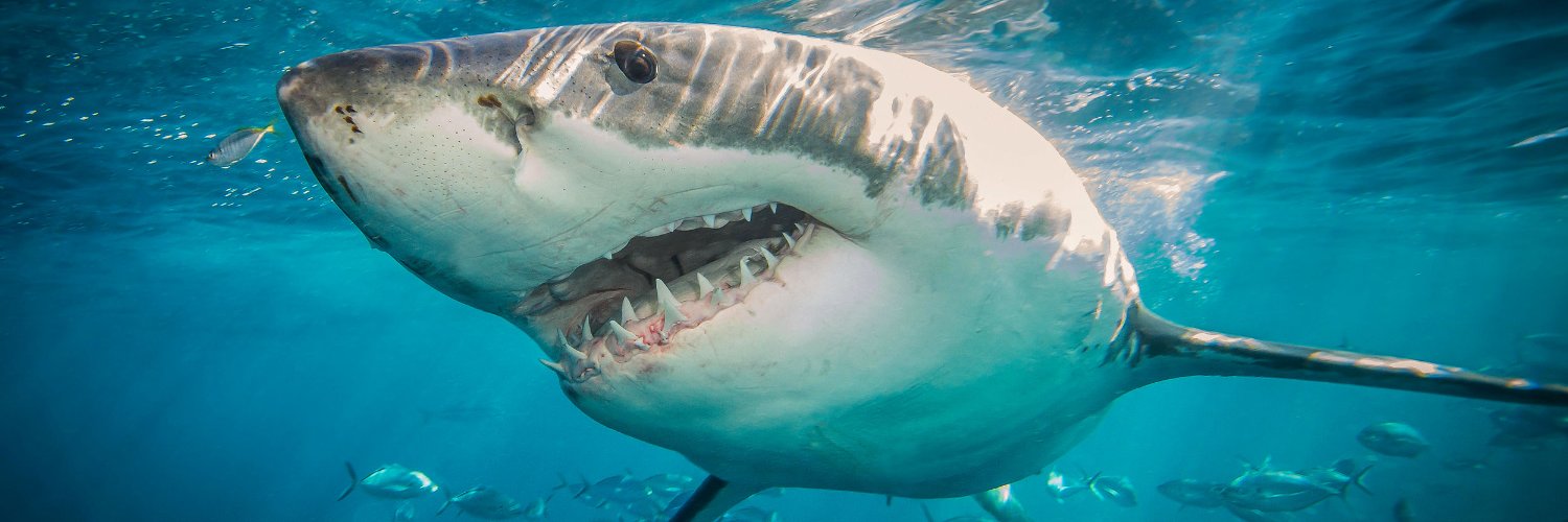 The SharkCov2 banner