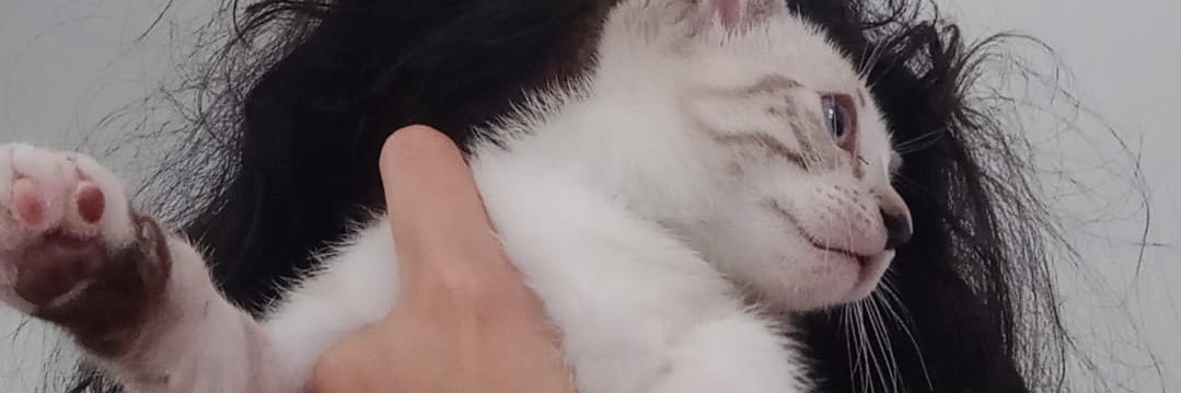 apolineo__'s profile banner image