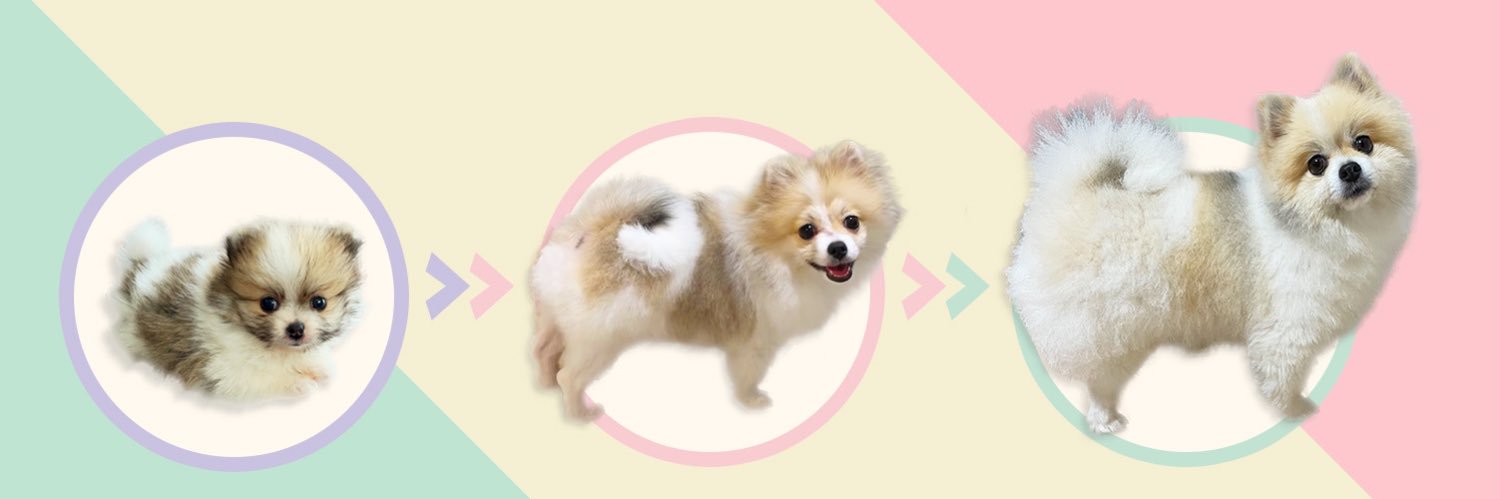 ちくわ(ぽめ)'s banner