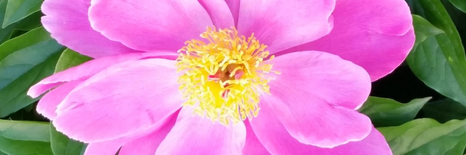 ms_murray's profile banner image