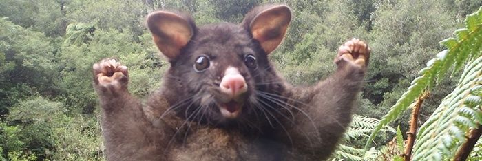 Richard Cheese banner