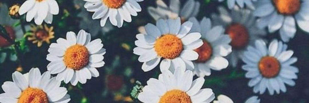dream_2k4's profile banner image