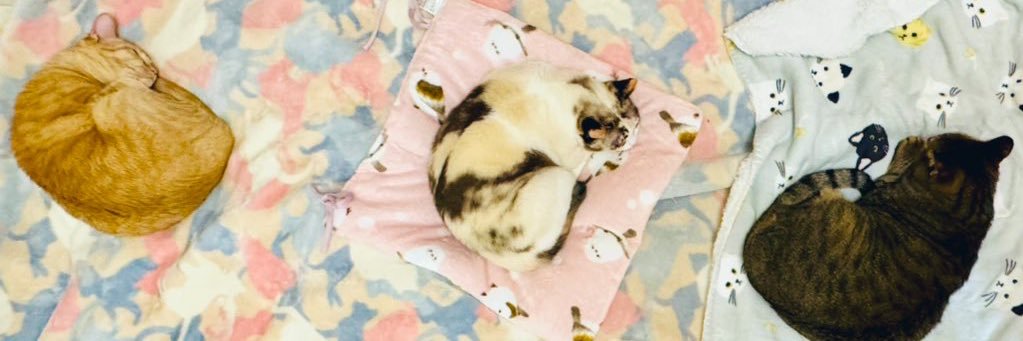 Sari🦒にじいろ絵描き banner